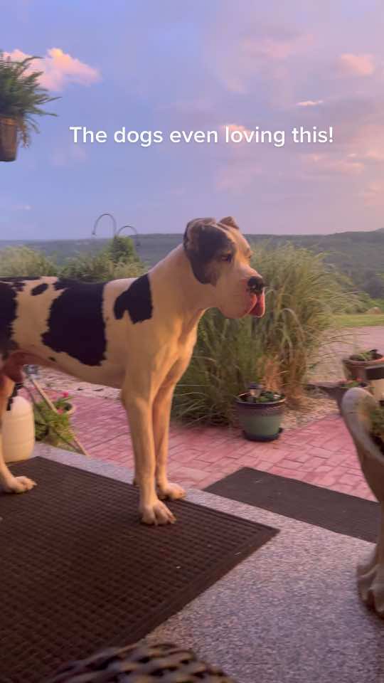 #greatdanesoftiktok#mountainviewkennels#sunset#baddog#greatdane 