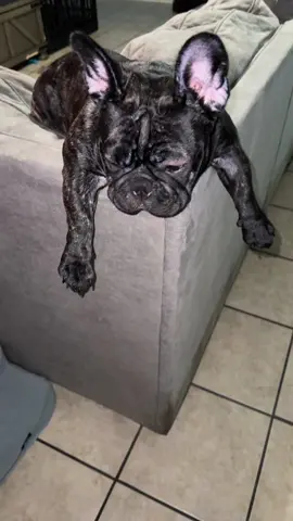 #stitch #frenchie #liloandstich 