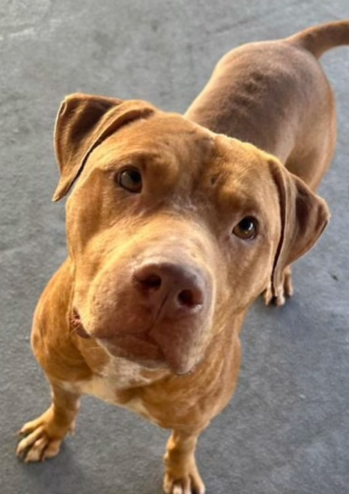 celebrations must be celebrated.  WHO ARE WE?: We are ShelterDogStrong and we take shelter dogs on day dates, record our visits, then post the videos to the internet, in hopes to get these angels seen and saved!   #onthisday 