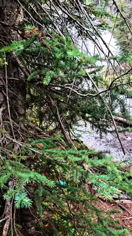 #nature #poisontree #moody #waterfall #falls #beauty #fyp #viral #hike #springs