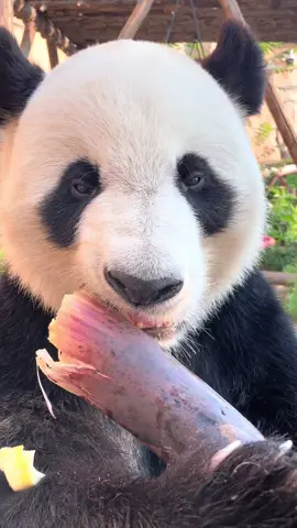 #panda #pandas #foryou #fyp #viral