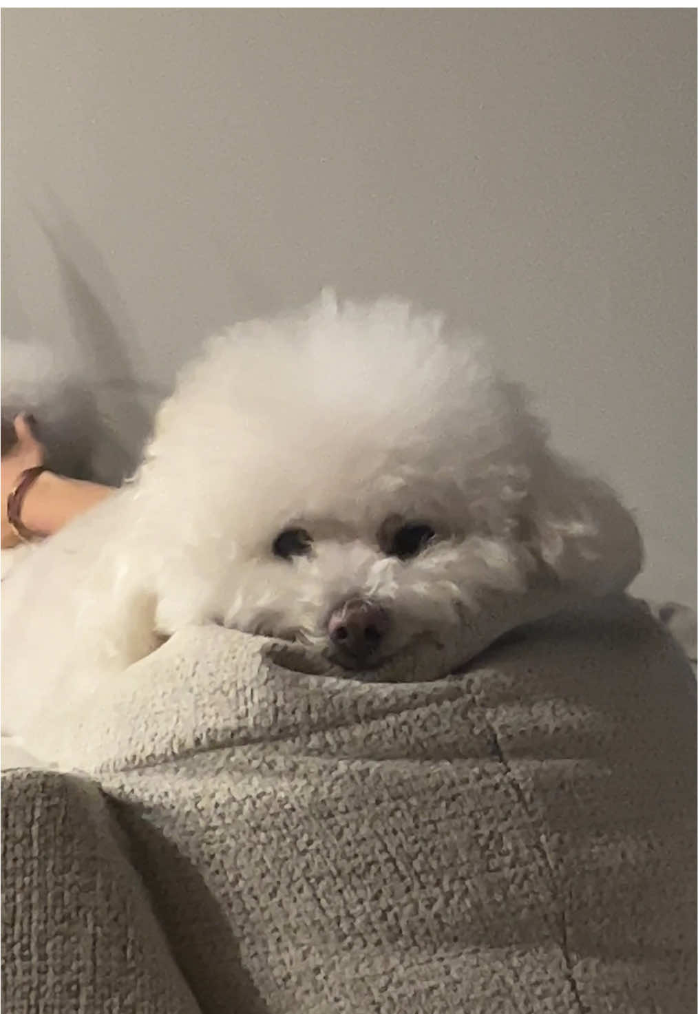 I really wanna know what he is thinking 🥹 #bichonfrise #bichonsofinstagram #bichon #bichonfrisé #bichonpuppy #bichonfrisepuppy #bichonlove #bichonworld #bichonfrisepost #bichonsoftheworld #bichonlover #dog #dogs #dogsoftiktok #puppy #puppies #puppylove #puppytiktok #fyp #fypシ #fypage #fypシ゚viral #fypp #fyppppppppppppppppppppppp #doglover #doglovers #doglife #puppy #puppylife #puppyoftheday 