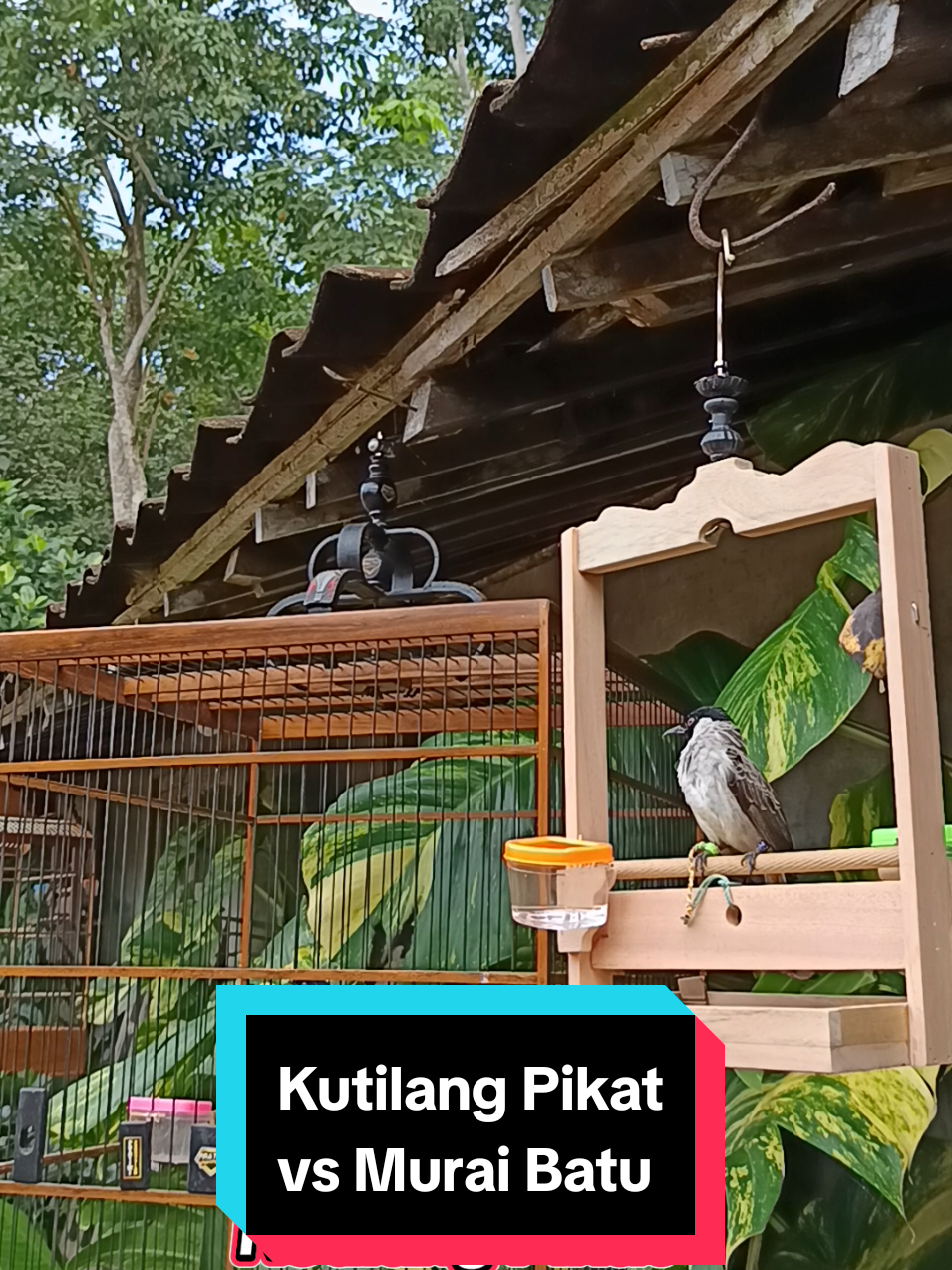 Kutilang pikat vs murai batu #kutilang #kutilanggacor #burungkutilang #kicaumania #sangkarlayang 