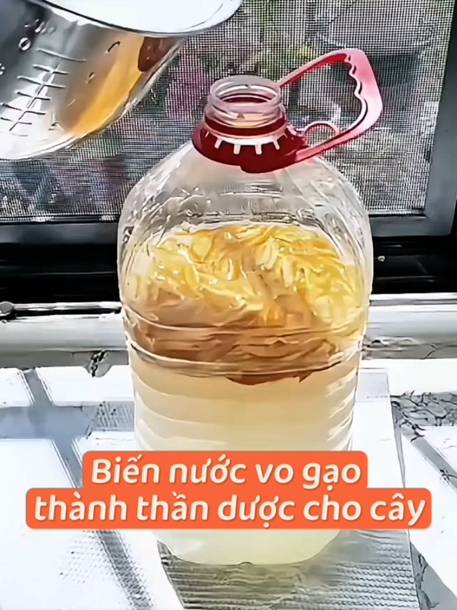 Biến nước vo gạo thành 