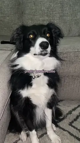 pretty girl!!! (she wasn’t impressed) #prettylittlebaby #bordercollie #ball #ballislife #dogtok #fyp #trending #baby #dog #foryou #foryoupage 