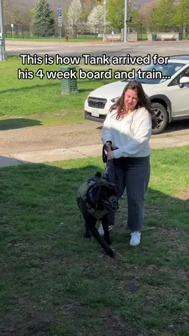 Tank is headed home after four weeks of training with BBK9! ❤️ When he first arrived, Tank was pushy, defensive, and reactive. Over the past month, we focused on conditioning him to the proper training tools, strengthening his foundational obedience, and helping him settle into a much calmer mindset. We not only showed Tank what to do—but also gave clear, fair consequences for the behaviors we didn’t want to see. This is just the start of Tank’s journey! His owner still has important work ahead to maintain structure, build a more balanced relationship, and hold him accountable to these new expectations—but I’m so proud of the progress they’ve already made together.🫶🏼 #DogTraining #dogtrainer #balancedtraining #balanceddogtraining #baalnceddogtrainer #ecollar #ecollartraining #behaviormodification #canecorso 