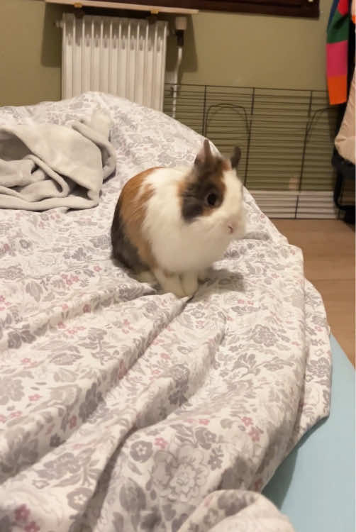 Rabbits are the cutest animals.🥰🥰#rabbit #rabbitsoftiktok #rabbits #funny #cute #bunny 