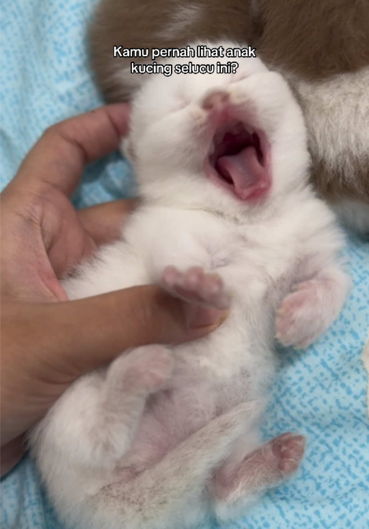 Gimana rasanya?  #goldennamorcat #catslovers #fyp 