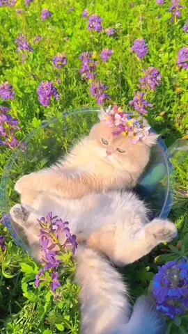 This Place Is Perfect For Cute Cats ❤💞[lovely][yummy]