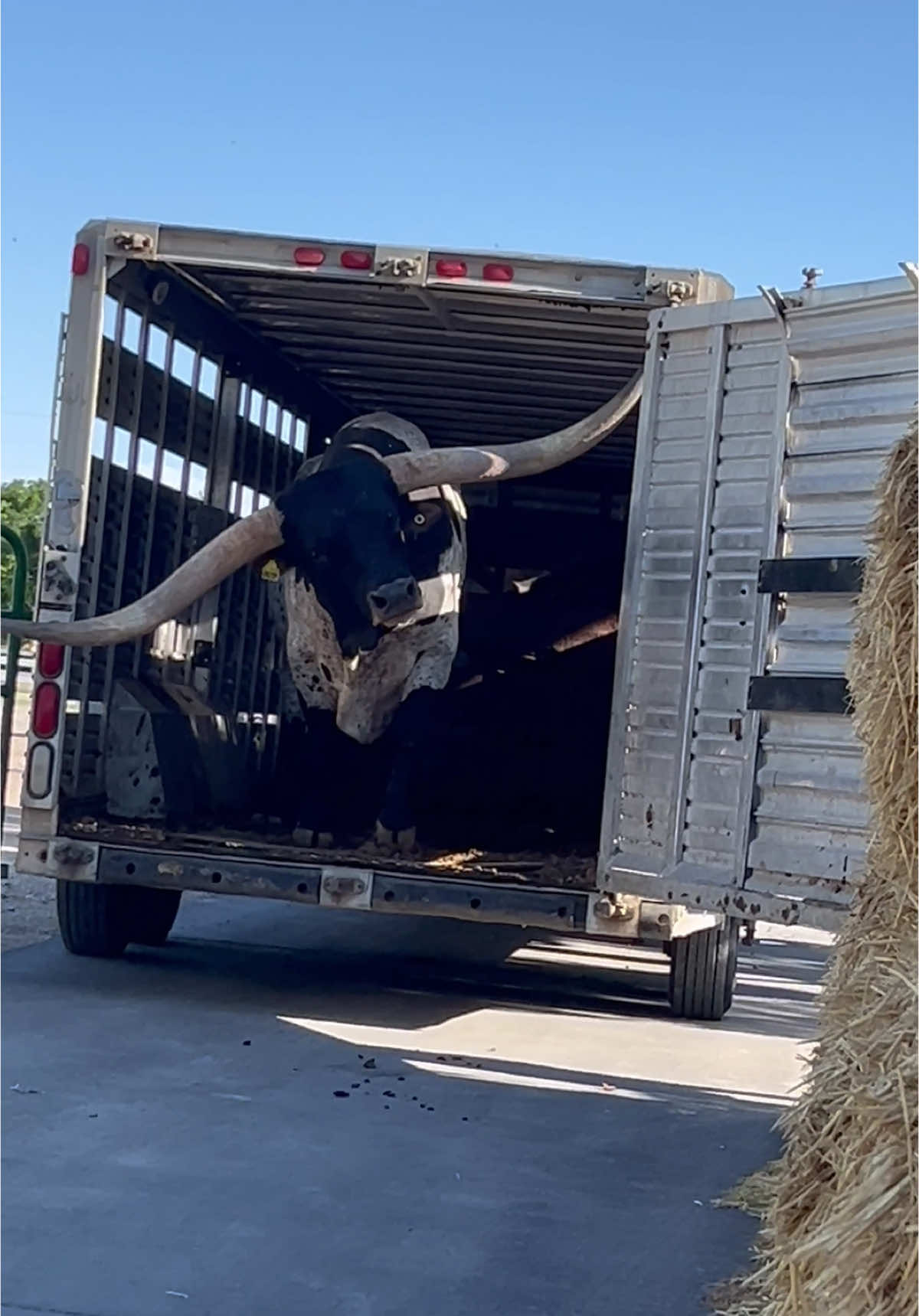 First longhorn bull arriving in Las Vegas, Nevada. #rancherwade #farmlife #utah #ranchtok #texaslonghorns #farmtok #cowboy #ranch #yellowstone 