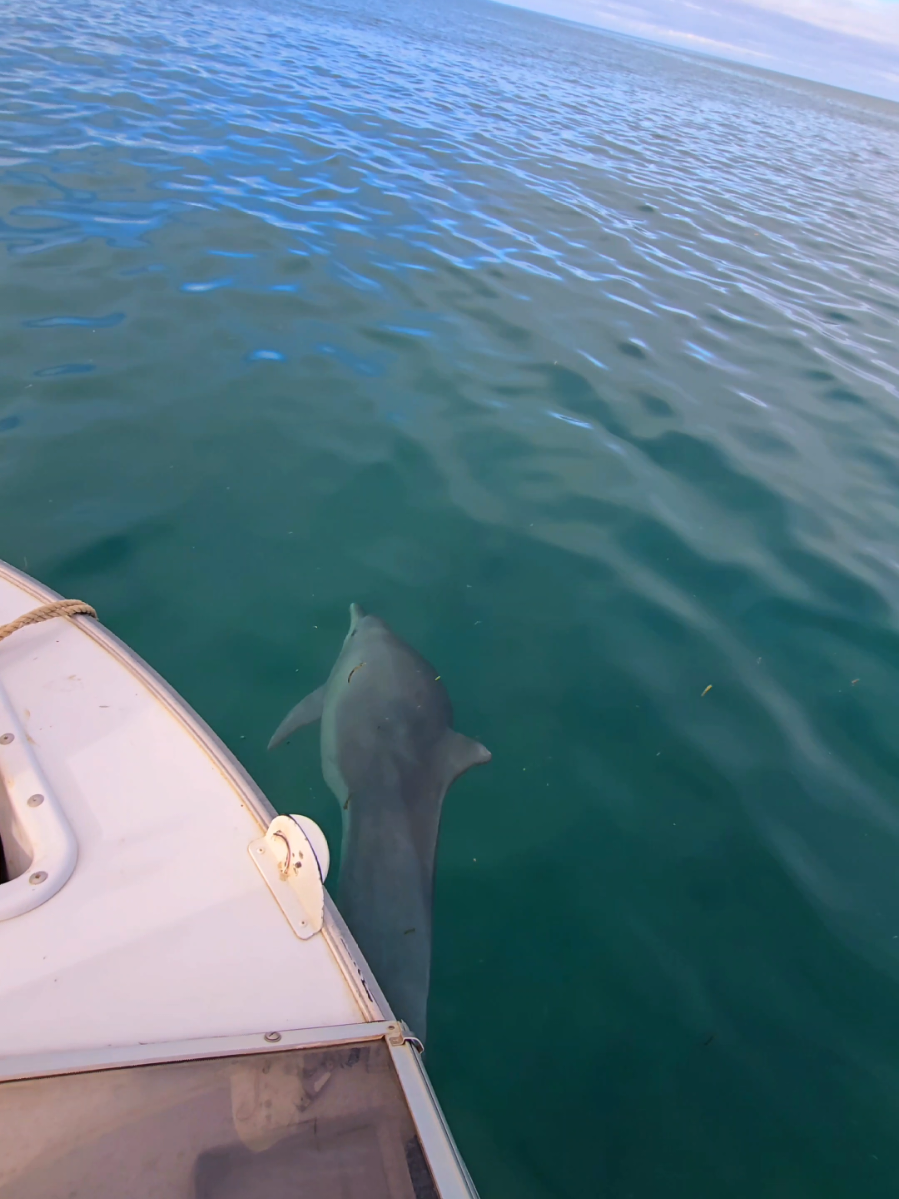 Notre escorte du jour 💙🐬  Pouembout  #Dauphin #Pouembout #Océan #NouvelleCalédonie #paradis 