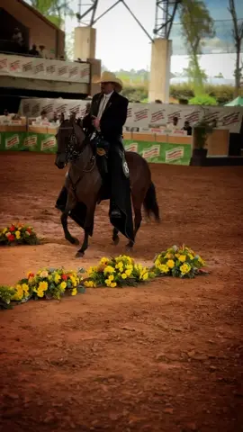 #caballoscolombianos #caballoscriolloscolombianos #caballosdepasofino #colombia #viral #caballos #parati #follow somos amantes del caballo criollo colombiano …🐴🐴🐴🐴