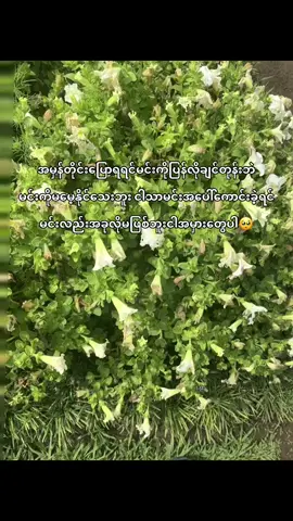 တိုက်ဆိုင်သွားရင်shareလိုက်ပါ တကယ်မဟုတ်ပါဘူး#SAH #sah_17 #fyp #foryou #foryoupage #JustforTiktok #livephoto 