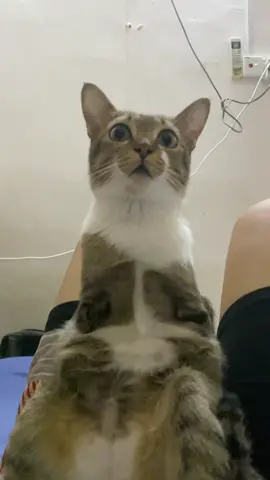 Pretty little baby🐱🦖 #dinocattuttu #猫 #cat