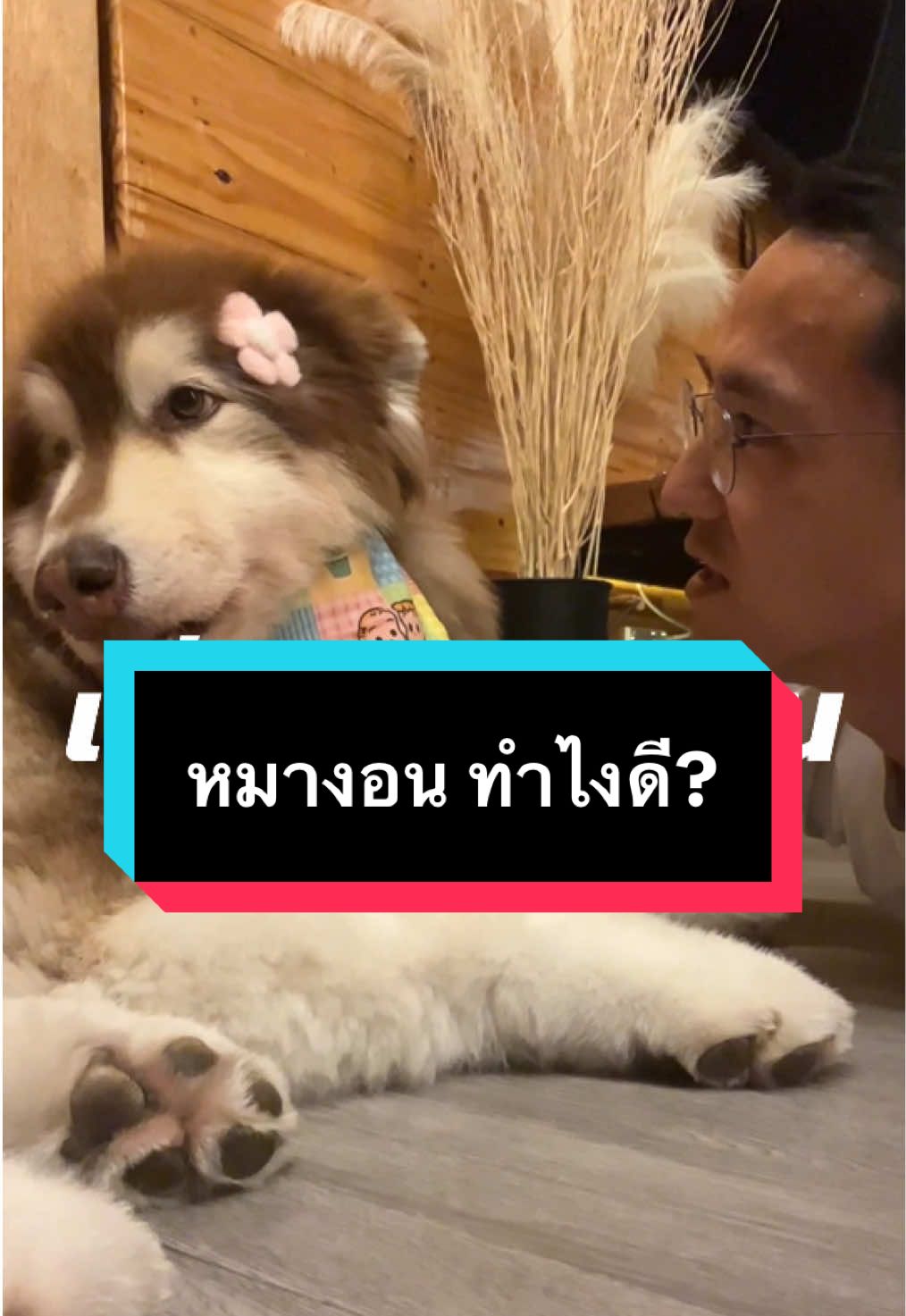 ใบตองงอนทำไงดี #dog 