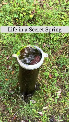 I visited an area around Hanging Rock State Park (NC) and found a small spring. I collected some sludge from the top as well as some water. Happy to see a few #tardigrades in there #science #hiddengem #biology #visualart 