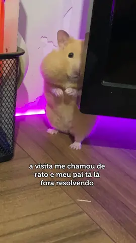 🫵🏻😠 #pets #hamstersoftiktok #PetsOfTikTok #animais #hamstersirio #fypシ゚ #foryoupage #animaisnotiktok #funny 