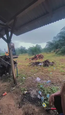 #sawitbangka🌴 