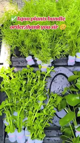 #plants #fyp #sunday #medalstarpetshop🐟🐟🐟🍀☘ #aquatic thank you sir😊 via lalamove rider 