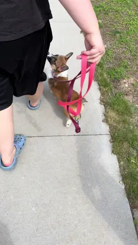 Pretty little baby 🥹🌸 #prettylittlebaby #corgisoftiktok #pembrokewelshcorgi #servicedogsoftiktok #servicedogprospect #DogTraining #prettygirlswalklikethis 