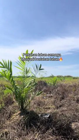 Aminn🤲#fyp #tanam #sawit #bibit #unggul #salam #dari #riau @Raful @paseo @ocu_izul @Teguh_pribadi 