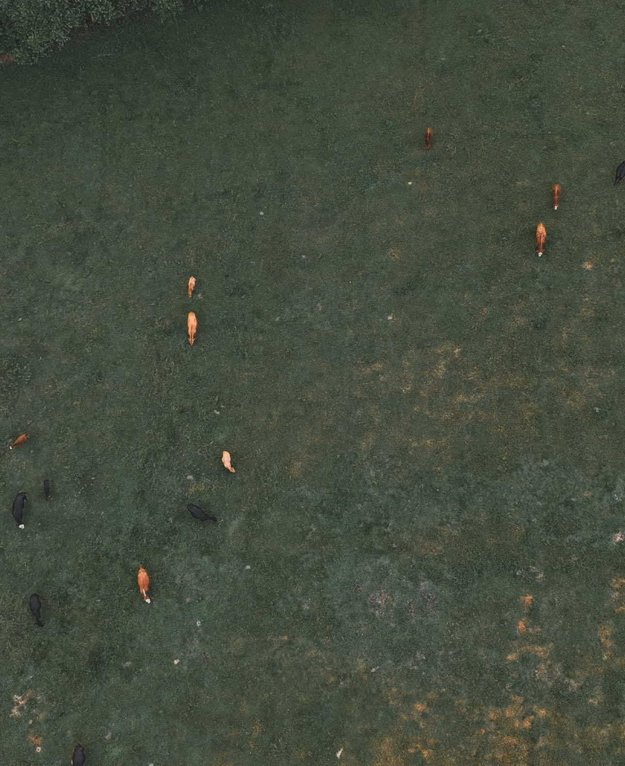 Hyperlapse of Cattle Grazing Patterns at Snow Creek 