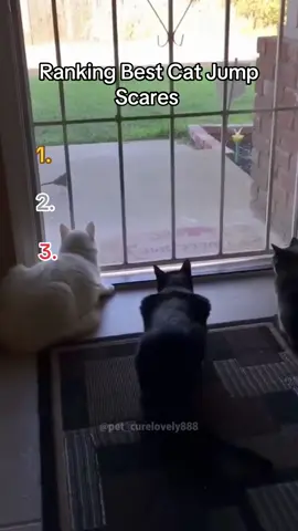 Ranking Best Cat Jump Scares 