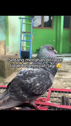 Gakuattt 😌 #bismillahfyp #merpatiindonesia #merpatilovers 
