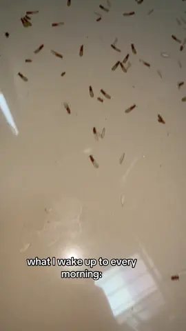 termite season 💔 #termites #flyingtermites #swarmers #alates #insects #ew #gross #trending #viral #foryou #fyp 