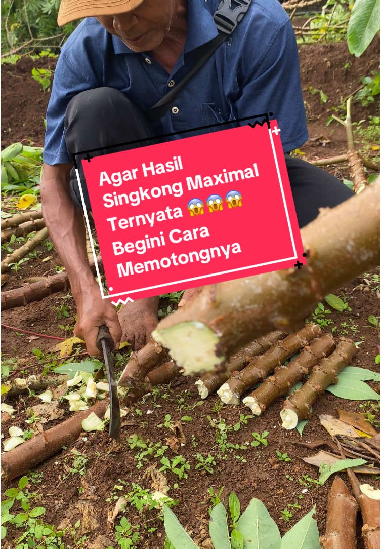 cara potong batang singkong sebelum di tancap