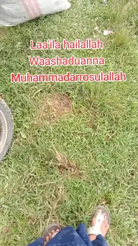 #PNS(Pekerja Ngarit Setiaphari) #Jammiatul Domba Farm🇮🇩