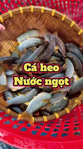 Cá heo nước ngọt, mọi người đã biết làm chưa?? #caheomientay #haisan #xuhuong #xuhuong2025 