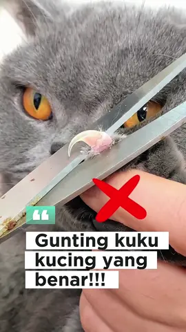 Gunting kuku kucing #guntingkukukucing 