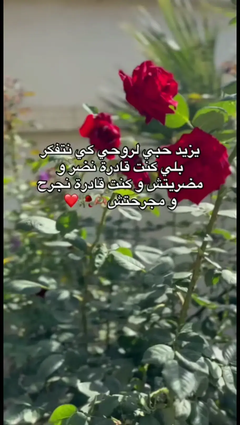 #CapCut #blidiya♥️🇩🇿♥️ #جزائري🇩🇿 #تونس🇹🇳 #ليبيا🇱🇾 #tik_tok 