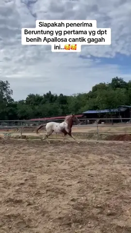 Apallosa Jantan Cantik Untuk DturunKan benih..🥰#exclusivehorse #fypシ゚ #foryou #fyp #fypp #viral #subdepoarabianpark #fypgakni #breeding #mawari #breeder #fypage #kuda #horse #kudakelantan🐴 #horsegirl #horsesoftiktok #horses #kudacantik #premiumhorse #apallosa 