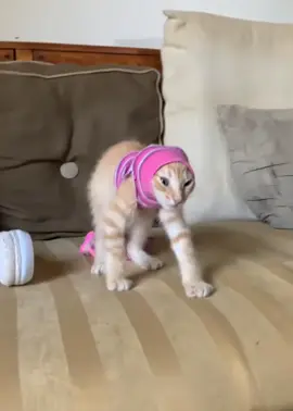 #catsoftiktok, #catlover, #kucinglucu, #kucingimut, #kucingku, #foryou, #fyp, #tiktok, #viral, #tiktokindonesia#