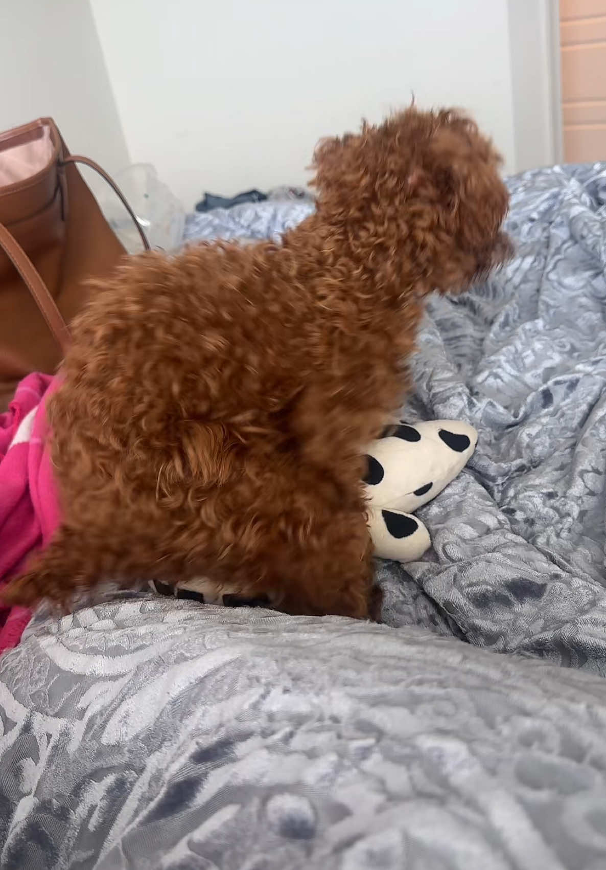 freaky ahh dog😭 #puppytiktok 