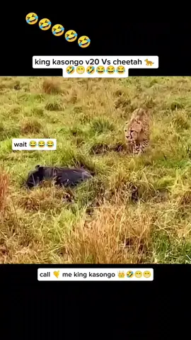 Mr warthog v16 clyinder master's of turbo engine 😁😁😁😁😁😁🤣🤣🤣🤣#warthog #kasongo #leopard #animals #animal #animalsoftiktok #animalsworld #animalplanet #animalvideos #wildlife #wildphotography #predator #prey 