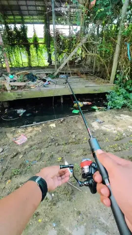 disambar gorgon rumah angker #mancing #casting #aditangler reel seasir stream 1000. joran seasir black arrow 150cm. PE seasir redbull #1 