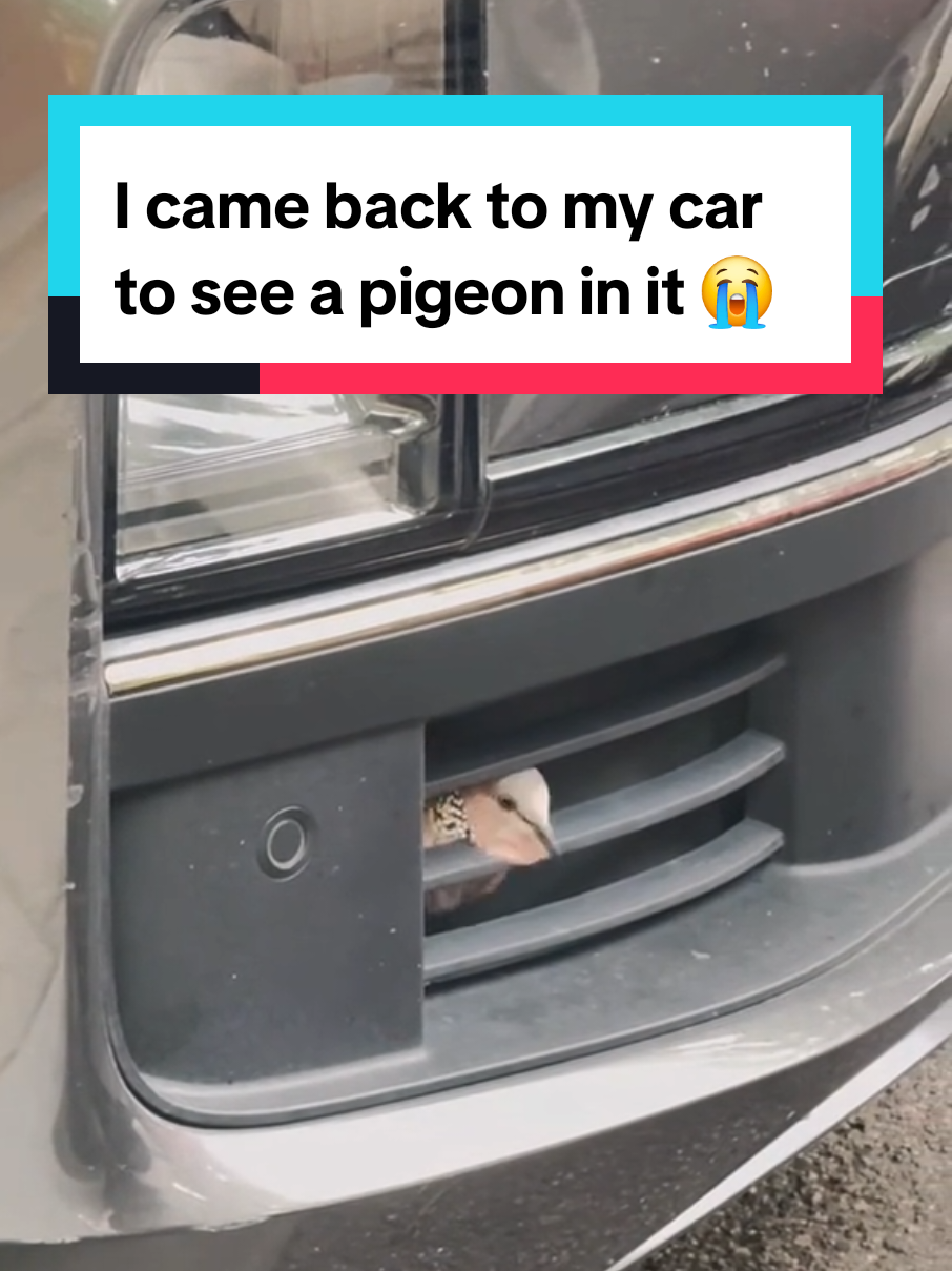 I came back to my car to see a pigeon in it 😭 #pigeon