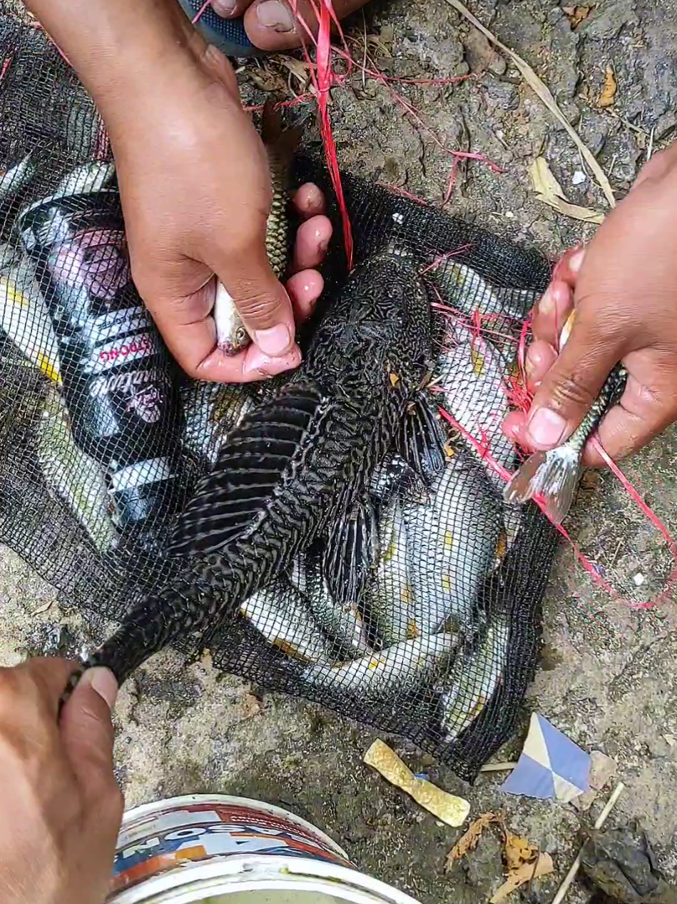 Dapat banyak bonus ikan purba 😅 #microfishing #wader #mancing 