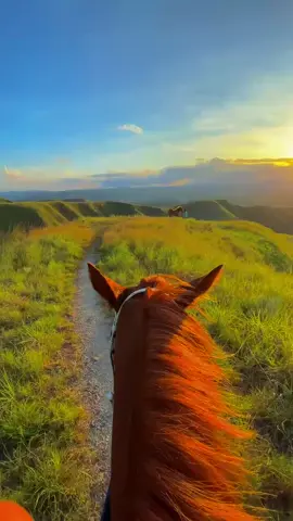 #kudapacuindonesia 🐴