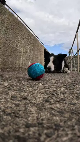 Border Collies don't do basic. 
