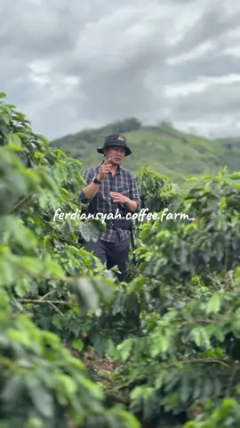 PUPUK MAKRO pada tanaman Kopi . N.P.K ., kamu harus tau dasar ini !! 🤘🏻🍃🍒 #randomthings #coffe #kopi #random #bossmuda #fypシ #fyppppppppppppppppppppppp #gayo #petanimilenial #petanimuda #kopigayo #coffeefarm #coffeetiktok #viral #kebunkopi #arabica #pupuk #pupuknpk #npk #pupukmakro 