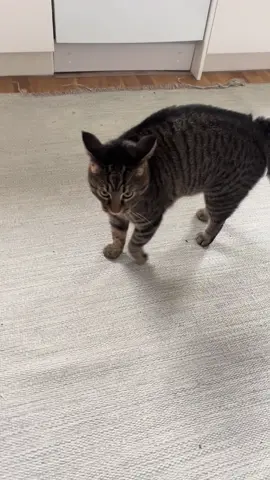 Bro got moves #cats #fyp #catsoftiktok 