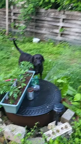 @Miss Blue  loving the hose#labsoftiktok #dogsoftiktok #labrador #vancouverisland 