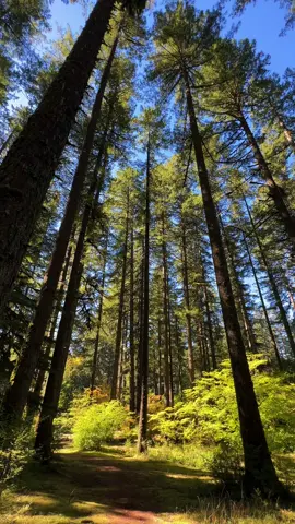 Silver Falls State Park, Oregon #pacificnorthwest #Hiking #hikingoregon #CapCut #pnw #foresttherapy 
