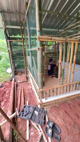 Kandang koloni ayam elba dan KUB udah jadi. Besok pindah kandang 👏👏 #ayamelba #ayam #ayamkampung #kandangayam #ayamkampungpetelur 