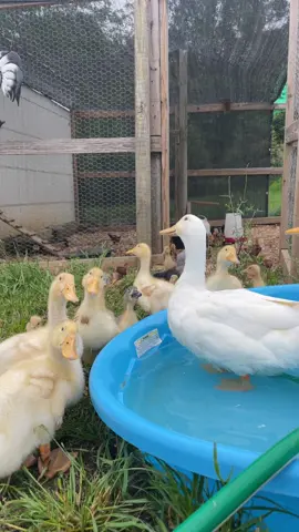 #ducks #chickens #backyardchickens #backyardducks 