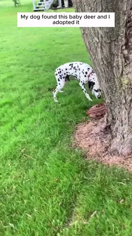 My dog found this baby deer and I adopted it #animal #animalsoftiktok #animallover #rescueanimals #deer 
